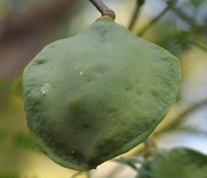 Изображение особи Jacaranda mimosifolia.