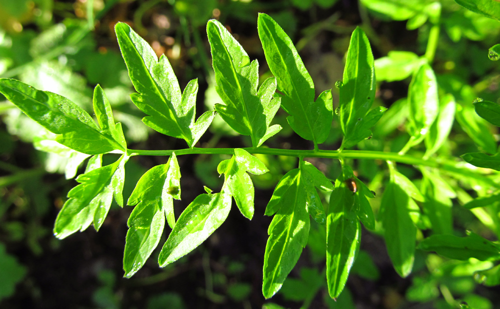 Image of Cardamine impatiens specimen.