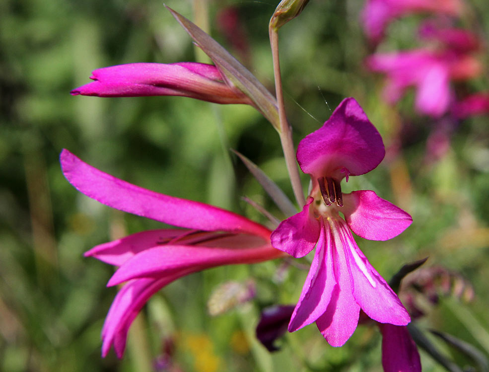 Изображение особи Gladiolus italicus.