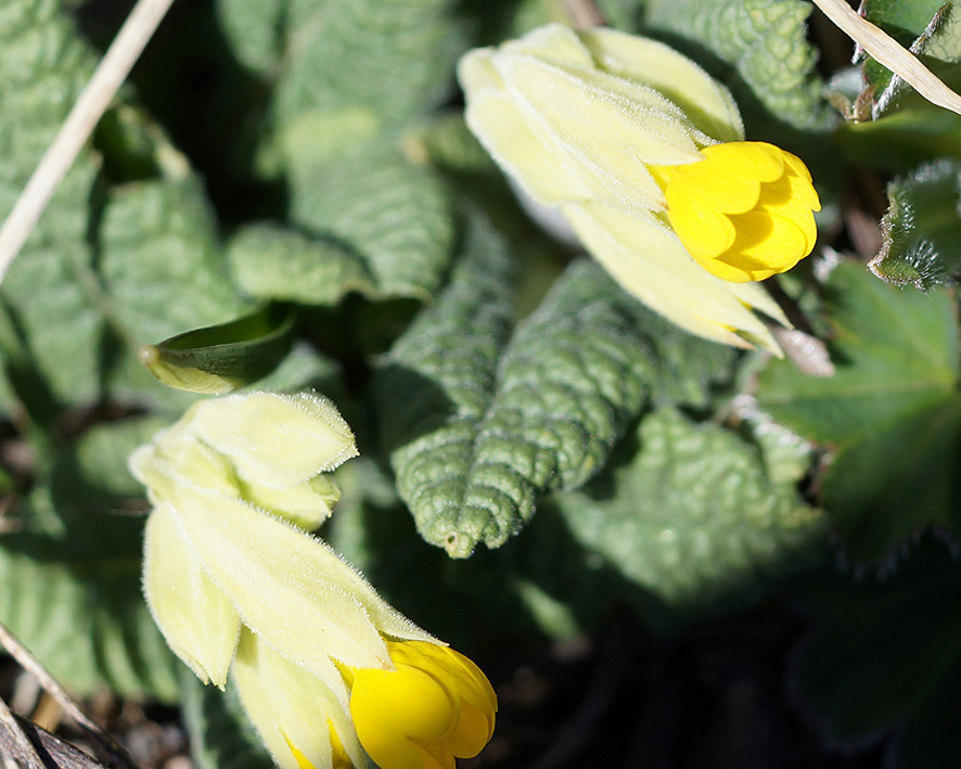 Изображение особи Primula macrocalyx.