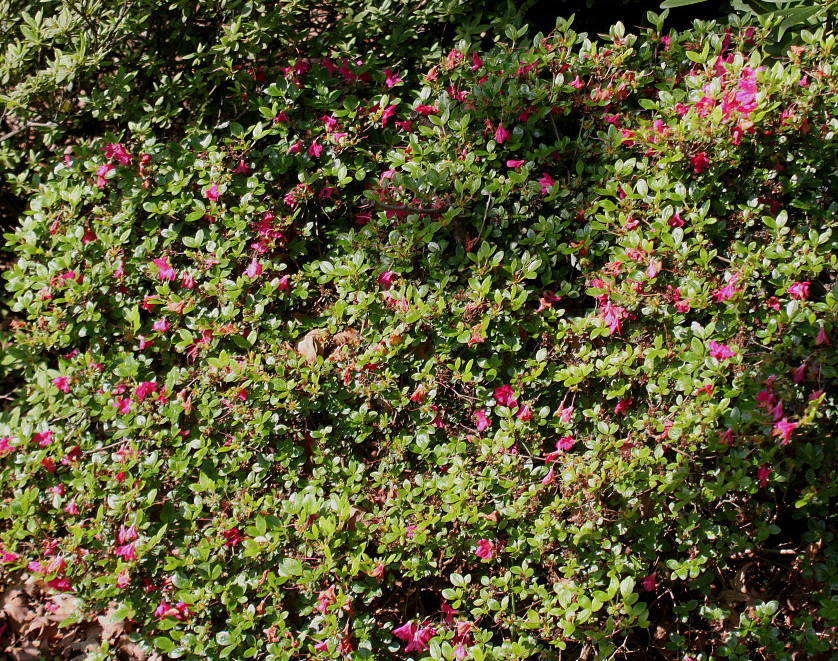 Image of Rhododendron obtusum specimen.