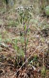 Erigeron acris