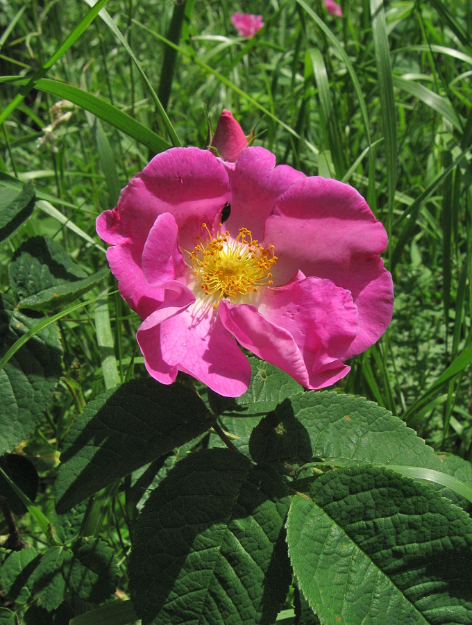 Image of Rosa gallica specimen.