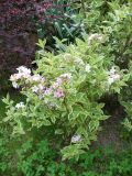 Weigela florida. Цветущее молодое растение (пестролистный культивар 'Variegata'). Ставропольский край, г. Кисловодск, Крестовая гора, на территории санатория им. М. Горького, на клумбе (43°53′56,68″ с.ш., 42°43′13,40″ в.д.). 01.06.2014.