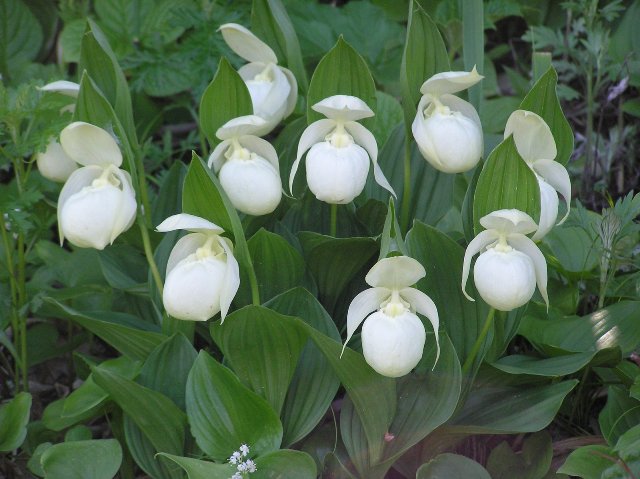 Изображение особи Cypripedium macranthos.
