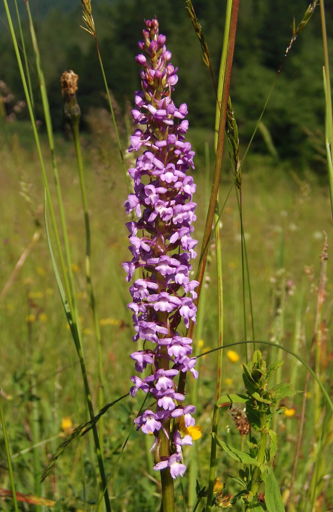 Изображение особи Gymnadenia conopsea.