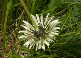 Taraxacum stevenii