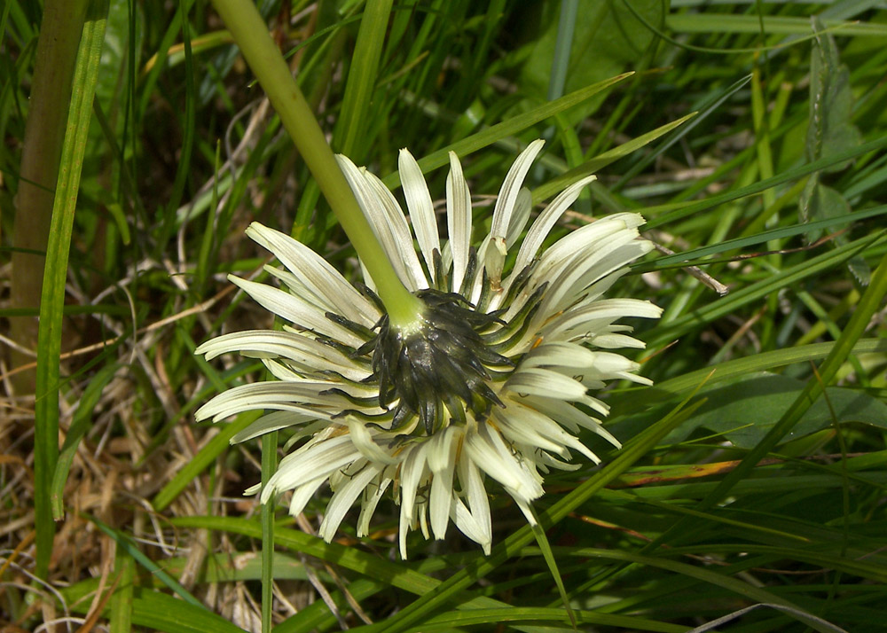 Изображение особи Taraxacum stevenii.