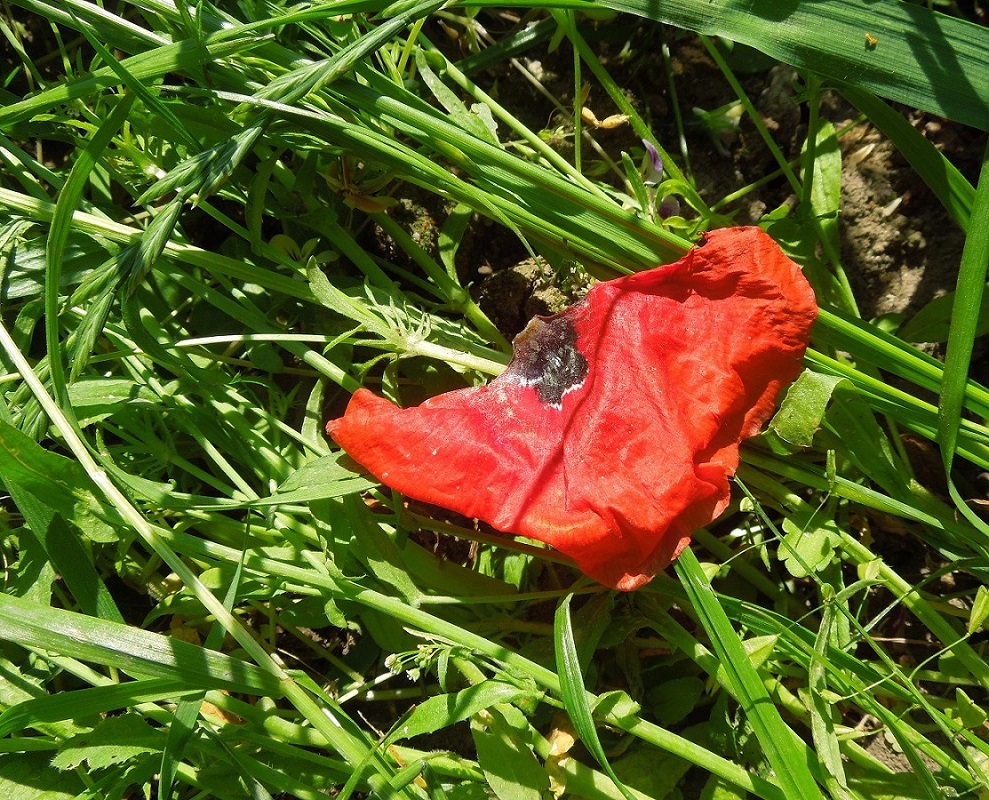 Image of Papaver rhoeas specimen.