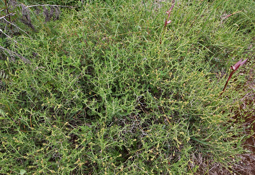 Image of Sarcopoterium spinosum specimen.