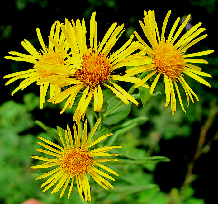 Изображение особи Inula aspera.