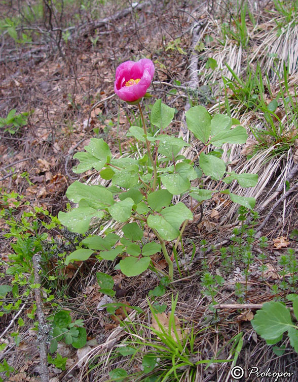 Изображение особи Paeonia daurica.