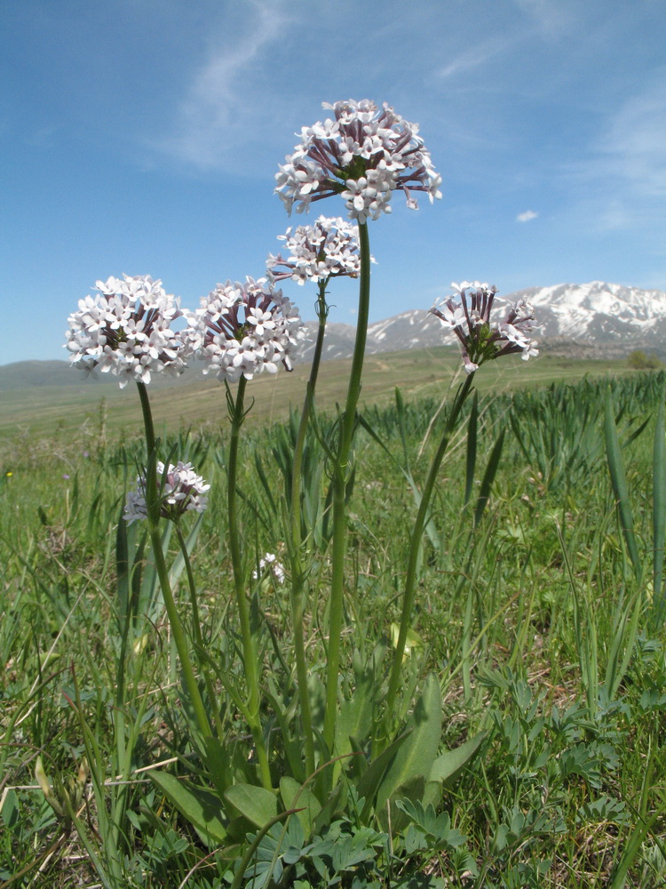 Image of Valeriana chionophila specimen.