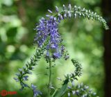 Veronica longifolia