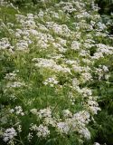 Anthriscus sylvestris. Заросли цветущих растений. Кольский полуостров, Восточный Мурман, пос. Дальние Зеленцы. 26.08.2005.