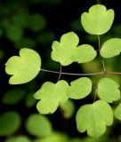 Thalictrum delavayi. Верхняя часть сложного листа. Германия, г. Дюссельдорф, Ботанический сад университета. 03.06.2014.