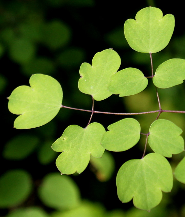 Изображение особи Thalictrum delavayi.