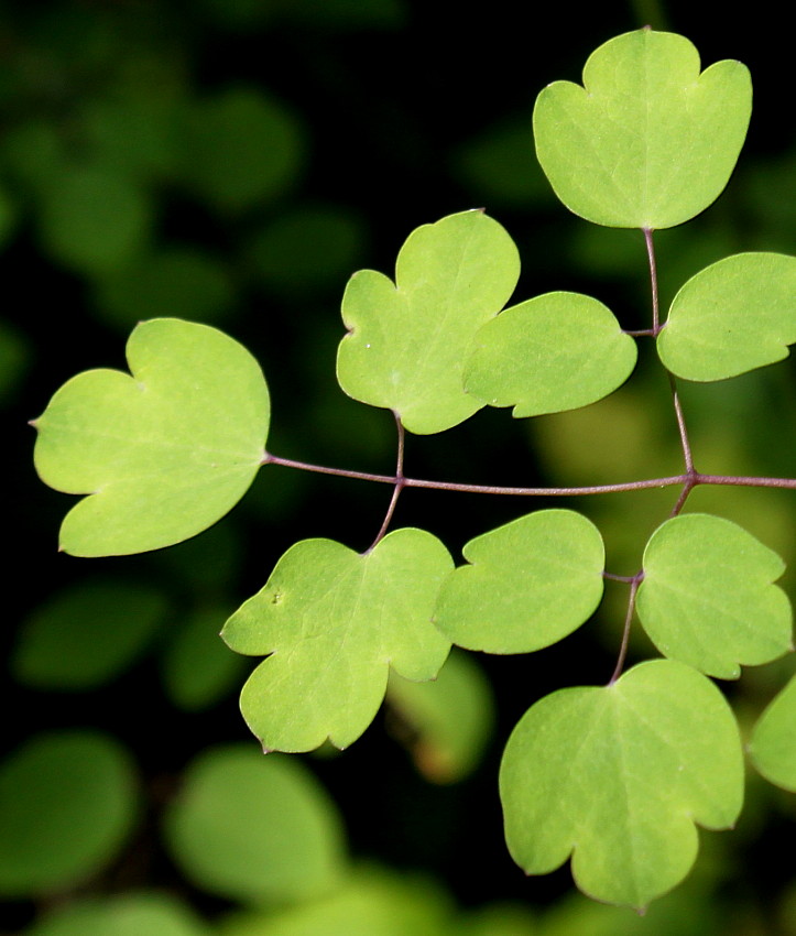 Image of Thalictrum delavayi specimen.