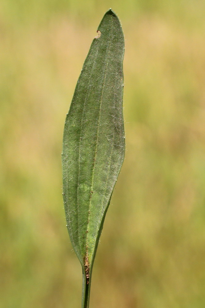 Изображение особи Plantago lanceolata.