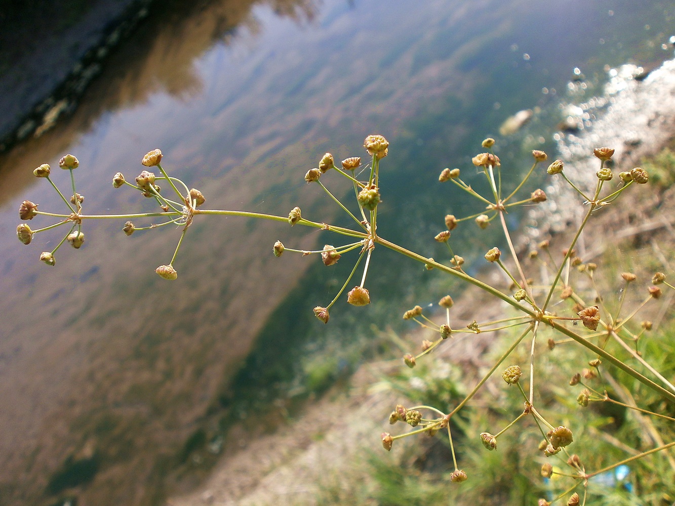 Image of Alisma lanceolatum specimen.