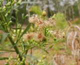 Conyza canadensis