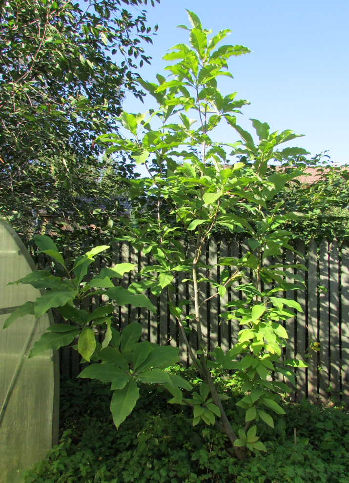 Image of Magnolia tripetala specimen.