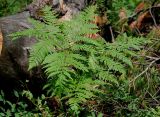 Pteridium pinetorum
