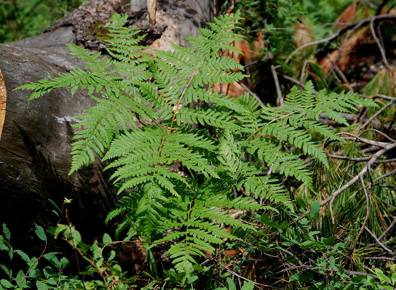 Image of Pteridium pinetorum specimen.