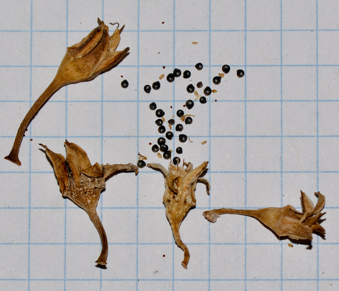 Image of Sesuvium portulacastrum specimen.