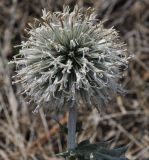 Echinops albidus