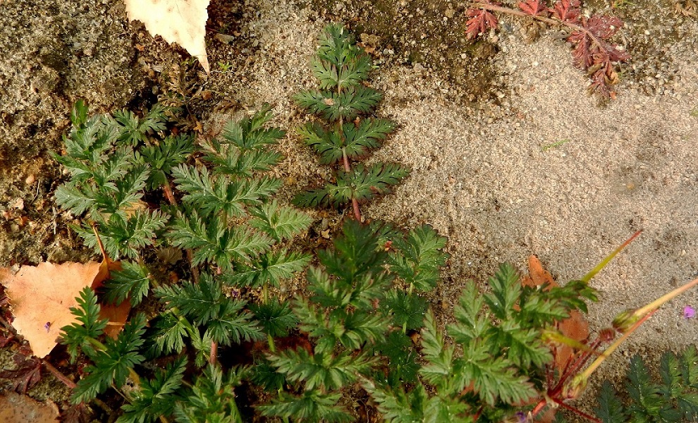 Изображение особи Erodium cicutarium.