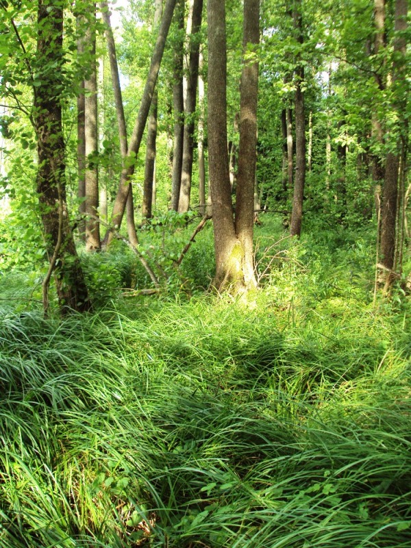 Image of Carex riparia specimen.