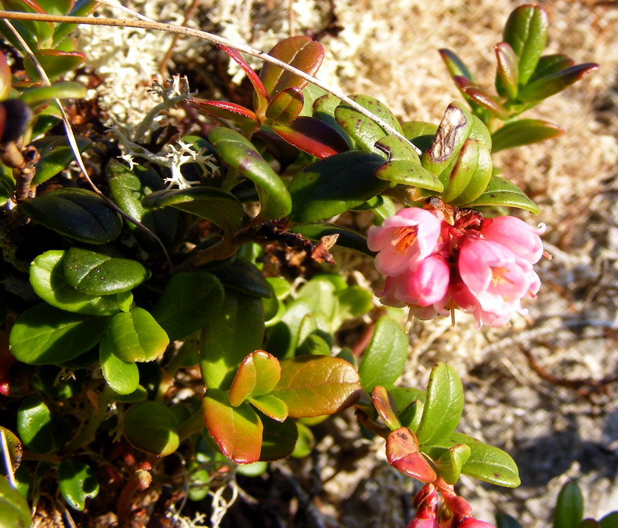 Image of Vaccinium vitis-idaea var. minus specimen.