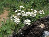 Spiraea pilosa