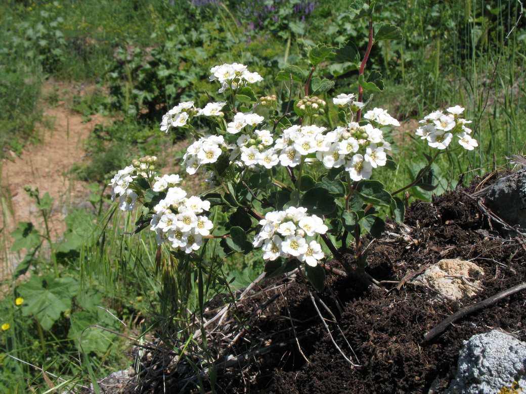 Изображение особи Spiraea pilosa.