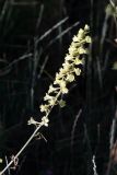 Delphinium biternatum