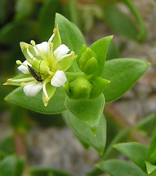 Image of Honckenya peploides ssp. major specimen.