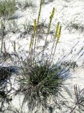 Plantago salsa