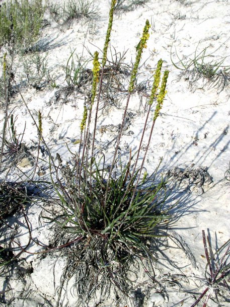 Изображение особи Plantago salsa.