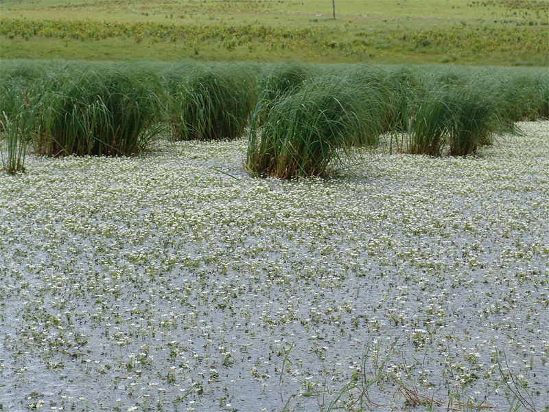 Изображение особи Ranunculus aquatilis.