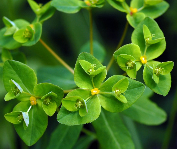 Изображение особи Euphorbia lucorum.