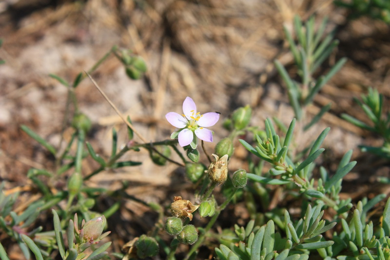 Image of Spergularia marina specimen.