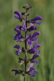 Salvia stepposa. Верхушка соцветия. Белгородская обл., окр. пос. Борисовка, Острасьев Яр, степь. 30.06.2009.