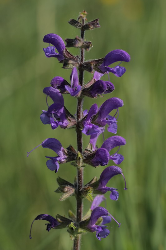 Image of Salvia stepposa specimen.