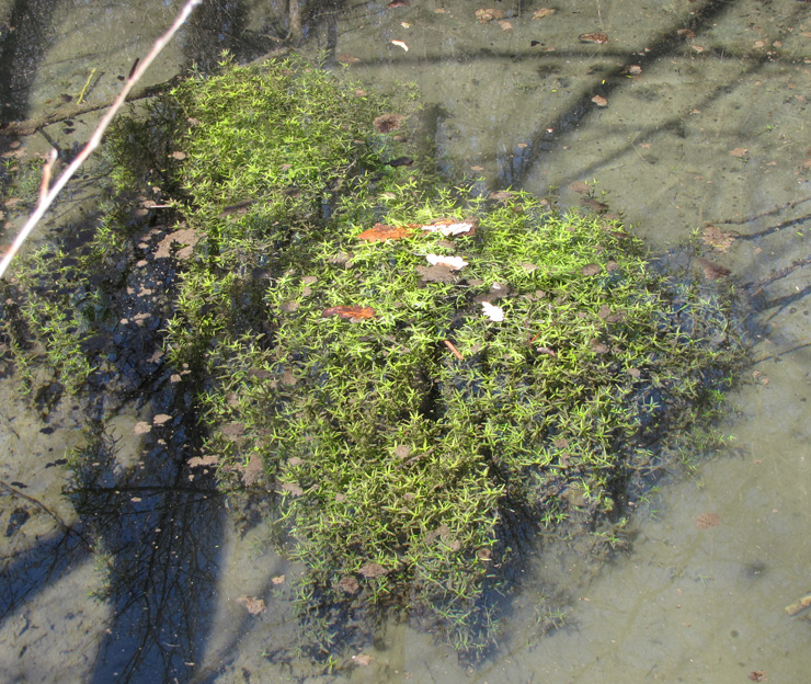 Image of genus Callitriche specimen.