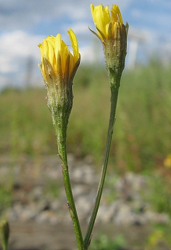 Изображение особи Scorzoneroides autumnalis.