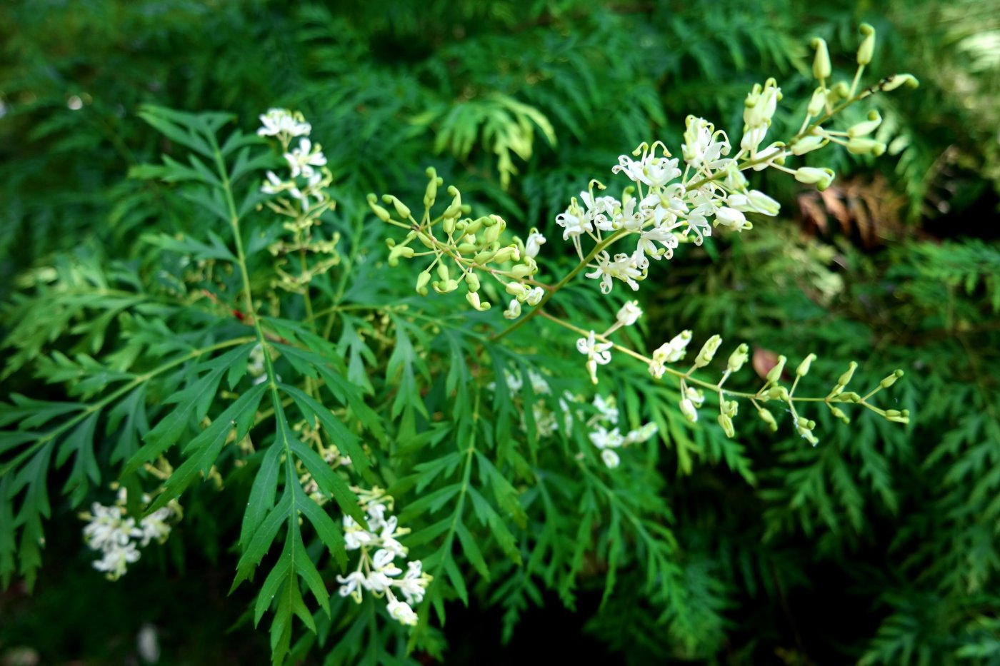 Изображение особи Lomatia silaifolia.