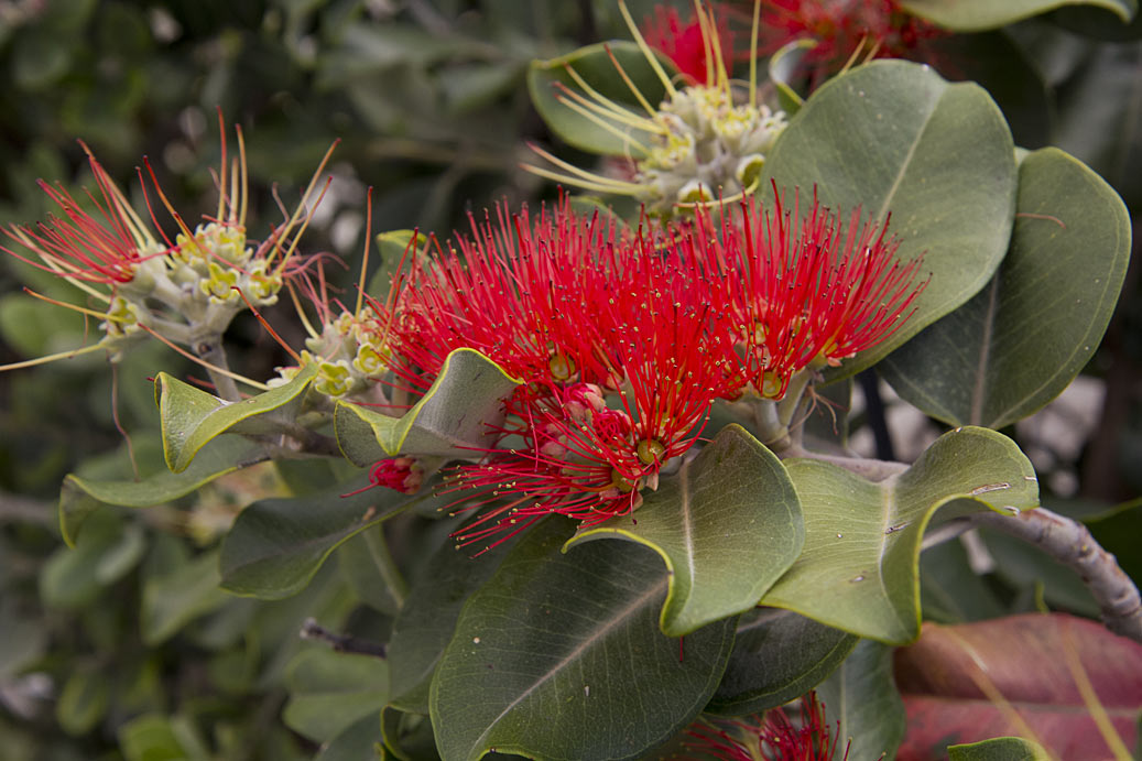 Image of Metrosideros collina specimen.