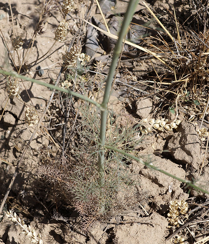 Image of Hyalolaena bupleuroides specimen.