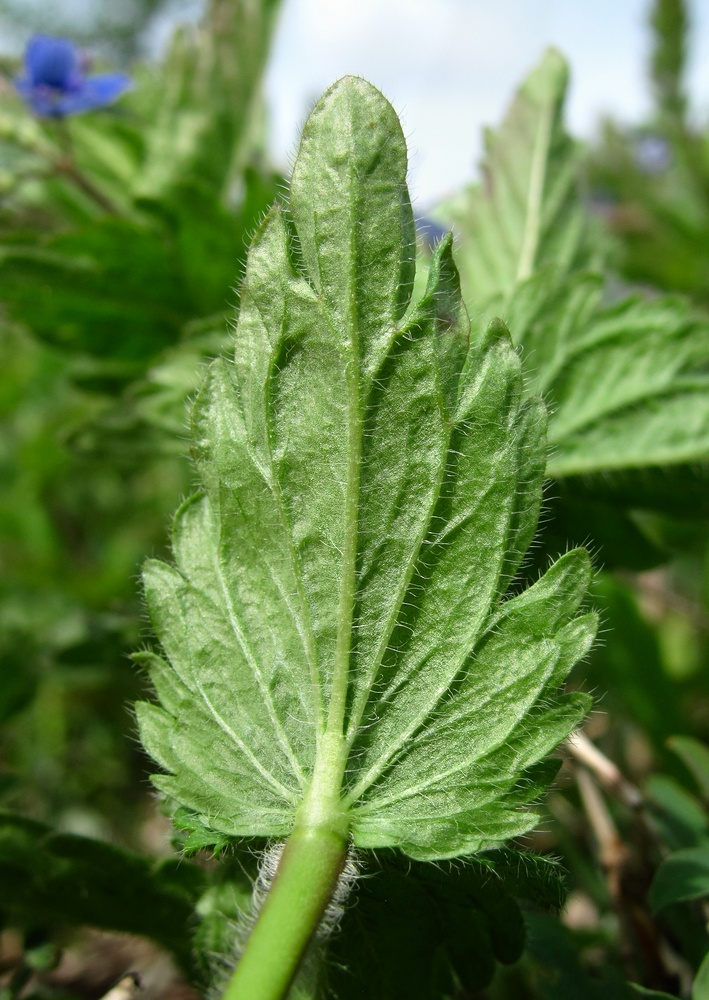 Image of Veronica chamaedrys specimen.